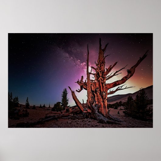 Ancient Bristlecone Pine and Milky Way Poster (Vorne)