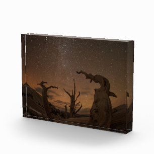Ancient Bristlecone Pine Forest California Fotoblock