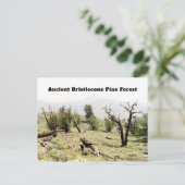 Ancient Bristlecone Pine Forest California Postkarte (Stehend Vorderseite)
