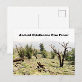 Ancient Bristlecone Pine Forest California Postkarte (Vorne/Hinten)
