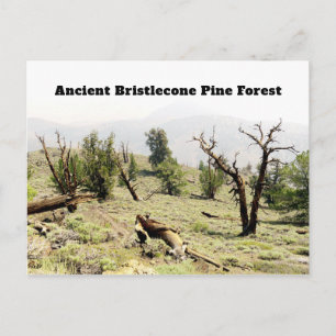 Ancient Bristlecone Pine Forest California Postkarte