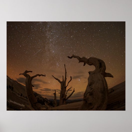 Ancient Bristlecone Pine Forest | Kalifornien Poster (Vorne)