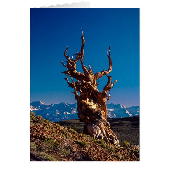 Ancient Bristlecone Pine Tree White Mountains, CA (Vorne)