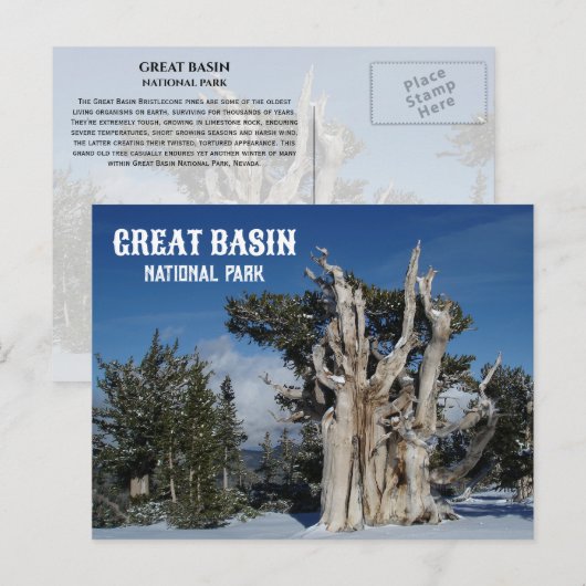 Ancient Bristlecone Pine, Winter, Great Becken NP Postkarte (Vorne/Hinten)