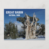 Ancient Bristlecone Pine, Winter, Great Becken NP Postkarte (Vorderseite)