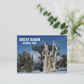 Ancient Bristlecone Pine, Winter, Great Becken NP Postkarte (Stehend Vorderseite)