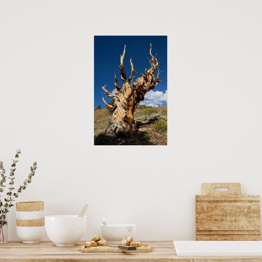 Ancient Bristlecone Print, Value Poster Paper (Küche)