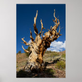 Ancient Bristlecone Print, Value Poster Paper (Vorne)