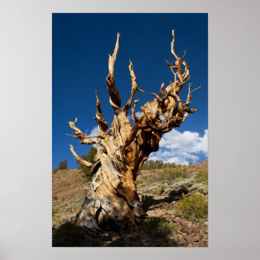 Ancient Bristlecone Print, Value Poster Paper (Vorne)