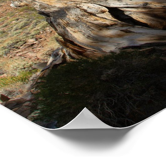 Ancient Bristlecone Print, Value Poster Paper (Ecke)