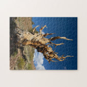 Ancient Bristlecone Puzzle (Horizontal)