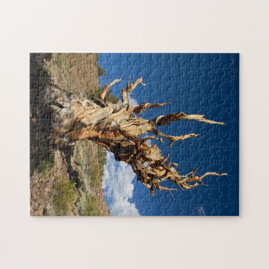 Ancient Bristlecone Puzzle (Horizontal)