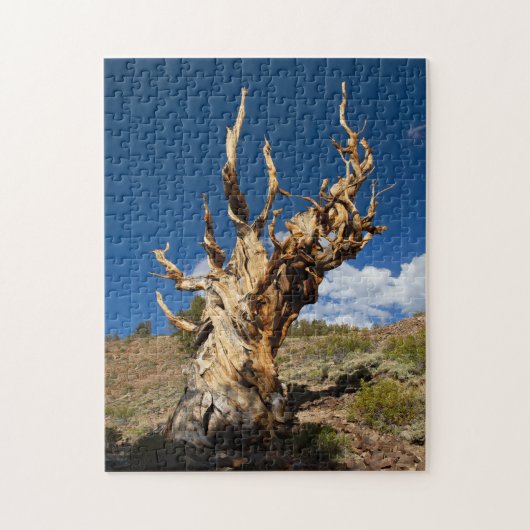 Ancient Bristlecone Puzzle (Vertikal)