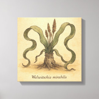 Ancient Desert Pflanze Welwitschia Wall Illustrati Leinwanddruck