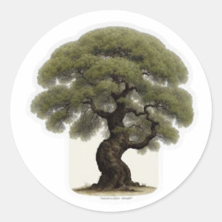 Ancient Ironwood Tree Spirit Aufkleber - WayanGall