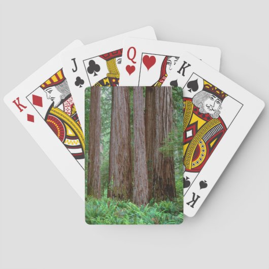 Ancient Redwoods Towering Spielkarten (Rückseite)