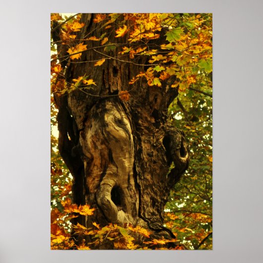Ancient Tree Poster (Vorne)