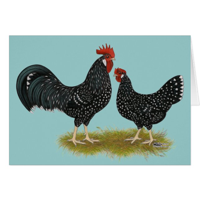 Ancona Chickens (Vorderseite (Horizontal))