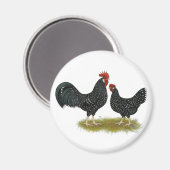 Ancona Chickens Magnet (Vorderseite/Rückseite)