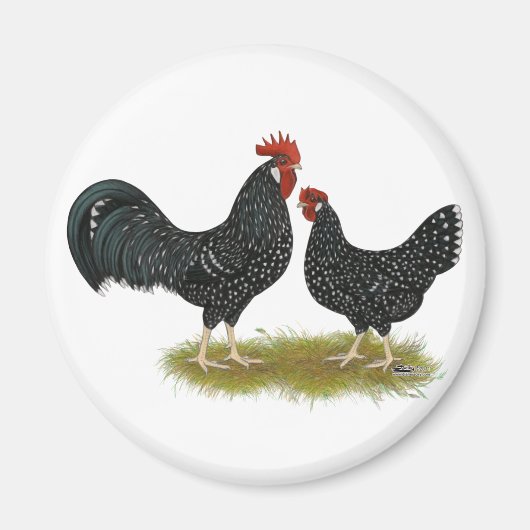 Ancona Chickens Magnet (Vorne)