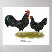 Ancona Chickens Poster (Vorne)