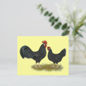 Ancona Chickens Postkarte (Stehend Vorderseite)