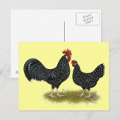 Ancona Chickens Postkarte (Vorne/Hinten)