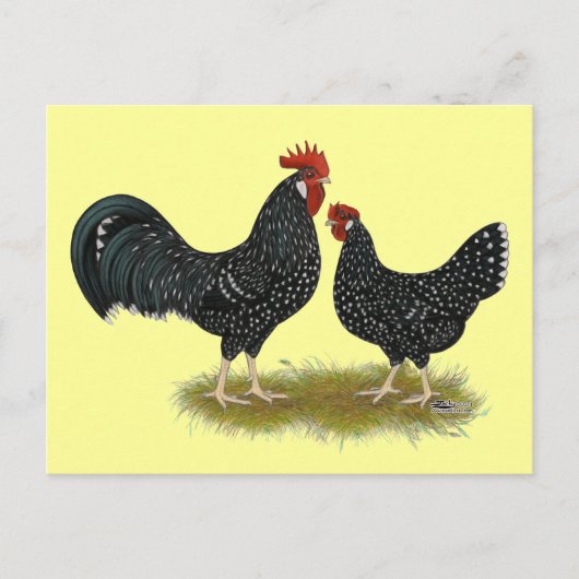 Ancona Chickens Postkarte (Vorderseite)