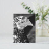 Ancona Hen Postkarte (Stehend Vorderseite)