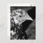 Ancona Hen Postkarte (Vorne/Hinten)