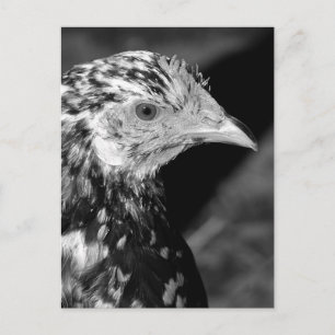 Ancona Hen Postkarte