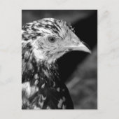 Ancona Hen Postkarte (Vorderseite)