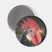 Ancona Roo Magnet (Vorderseite/Rückseite)