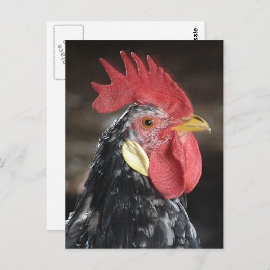 Ancona Roo Postkarte (Vorne/Hinten)