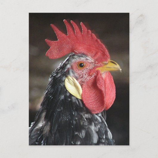 Ancona Roo Postkarte (Vorderseite)