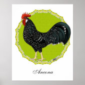 Ancona Rooster Poster (Vorne)