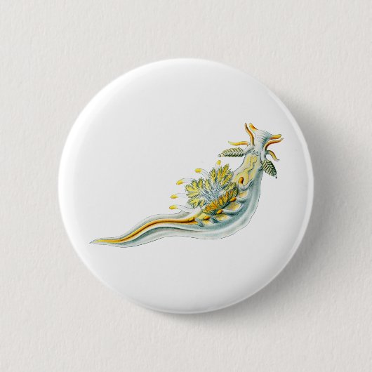 Ancula gibbosa button (Vorderseite)