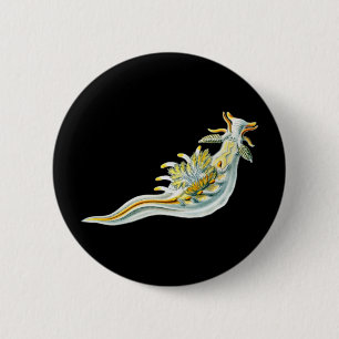 Ancula gibbosa button