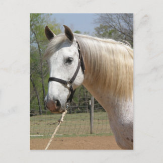 ANDALUSIAN HORSE HEAD MORISCO POSTKARTE