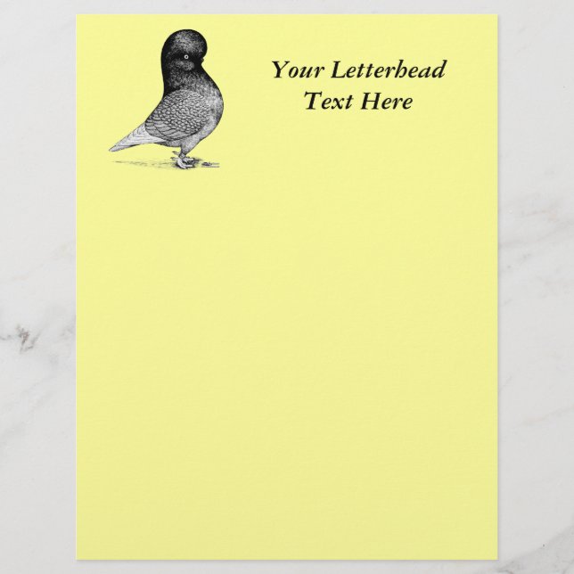 Andalusian Tumbler Pigeon (Vorderseite)