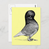 Andalusian Tumbler Postkarte (Vorne/Hinten)