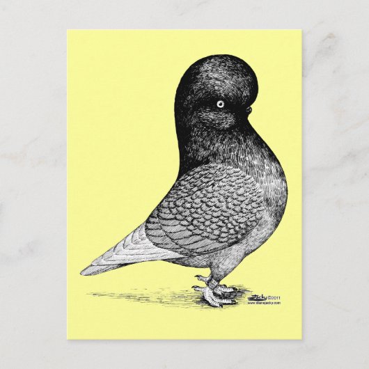 Andalusian Tumbler Postkarte (Vorderseite)