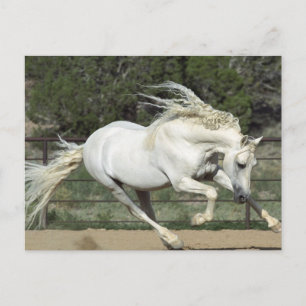 Andalusischer Hengst laufend, PR Postkarte
