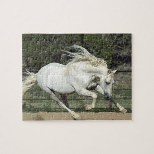 Andalusischer Hengst laufend, PR Puzzle