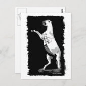 Andalusischer Hengst Postkarte (Vorne/Hinten)