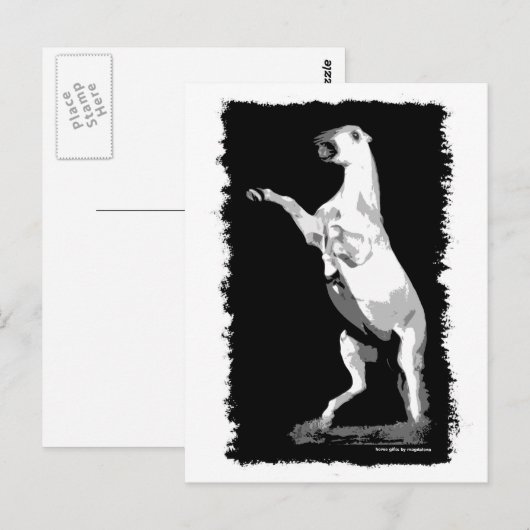 Andalusischer Hengst Postkarte (Vorne/Hinten)