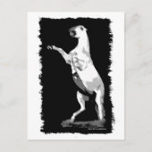 Andalusischer Hengst Postkarte (Vorderseite)