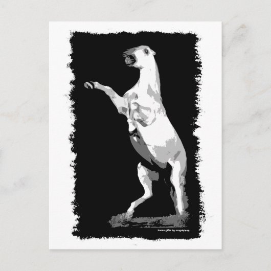 Andalusischer Hengst Postkarte (Vorderseite)