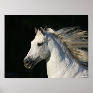Andalusischer Stallion Headshot Mane Flows Poster