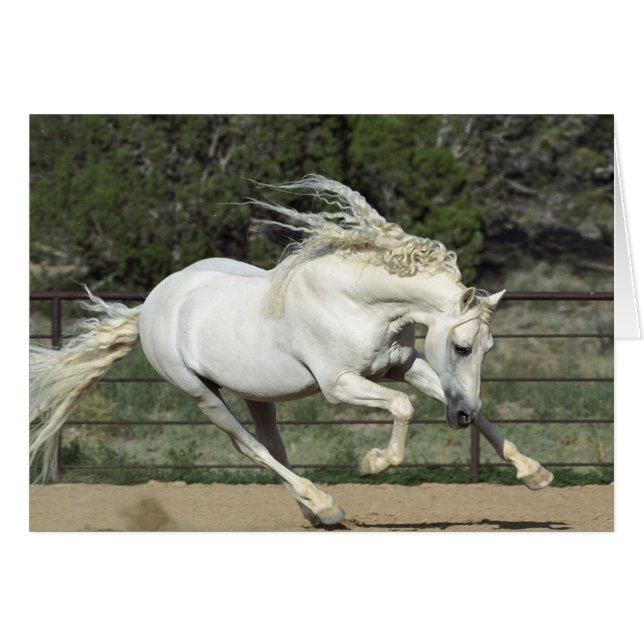 Andalusischer Stallion, Lauf, PR (Vorderseite (Horizontal))